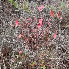 Huckleberry Broom Rust Fungus thumbnail 5