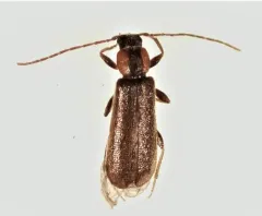 Phymatodes maculicollis thumbnail 3