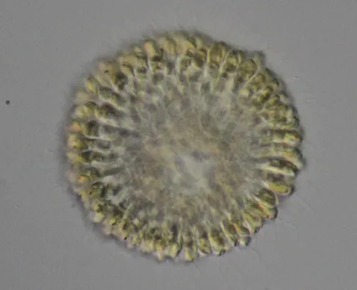 Uroglena volvox
