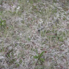 Arctic White thumbnail 2
