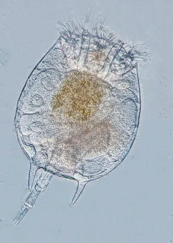 Platyias quadricornis