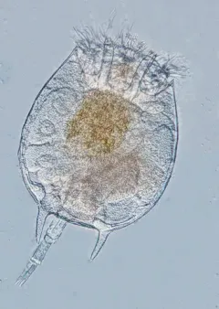 Platyias quadricornis thumbnail 1