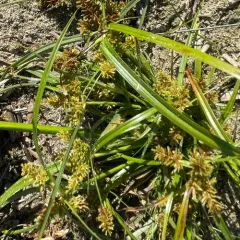 redroot flatsedge thumbnail 4