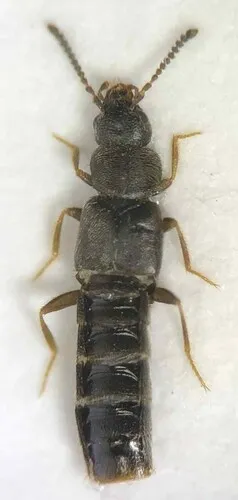 Atheta novaescotiae