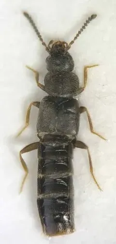 Atheta novaescotiae thumbnail 1