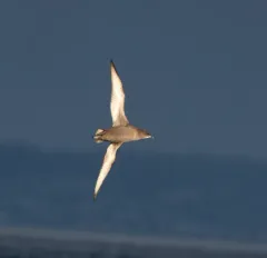 Short-tailed Shearwater thumbnail 4