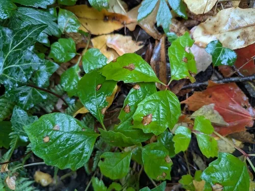 Virginia Creeper Leaf Spot