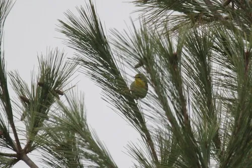 Grace's Warbler
