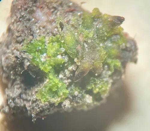 Round Hornwort
