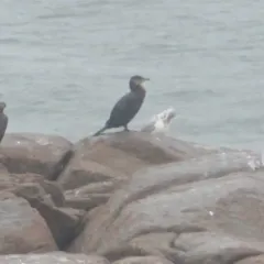 Great Cormorant thumbnail 4