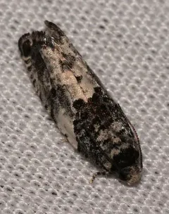 Gypsonoma adjuncta thumbnail 1