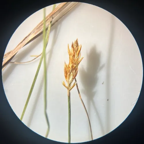 creeping sedge