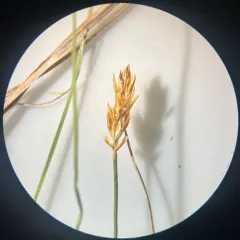 creeping sedge thumbnail 1