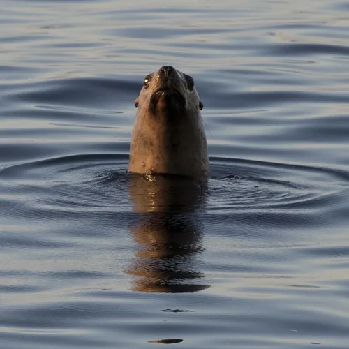 Steller Sea Lion