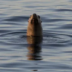 Steller Sea Lion thumbnail 1