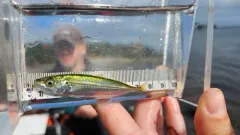 Cigar Minnow thumbnail 1