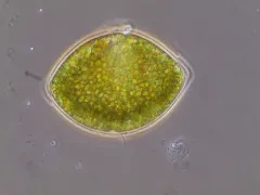 Cystodinium bataviense thumbnail 3
