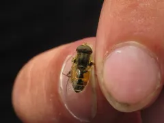 Hourglass Drone Fly thumbnail 4
