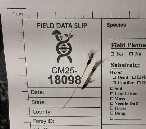 Andropogon false-smut