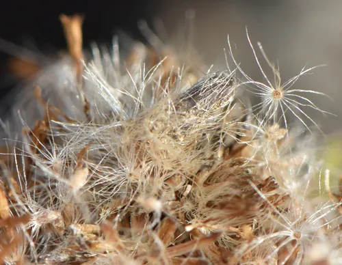 Coleophora intermediella