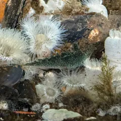 Hedgpeth's Sapsucker thumbnail 2