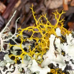 Golden Hair-lichen thumbnail 4