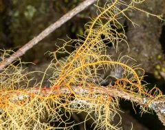 Red Beard Lichen thumbnail 1