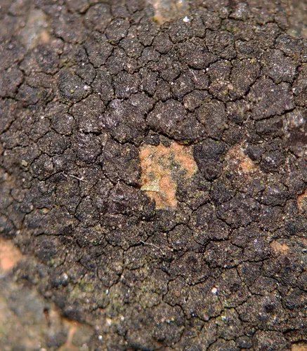 Verrucaria nigrescens