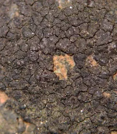 Verrucaria nigrescens thumbnail 1