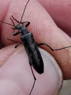 Brassy False Long-horned Beetle thumbnail 3