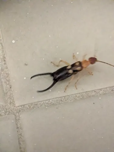 Smyrnean Earwig