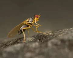 Carrot Rust Fly thumbnail 2