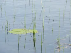water bulrush thumbnail 2
