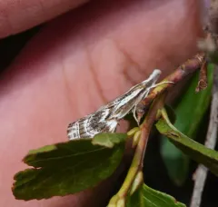 Western Catoptria thumbnail 3