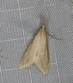 Long-beaked Donacaula Moth thumbnail 2