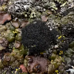 Rock Hairball Lichen thumbnail 4