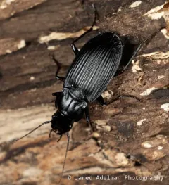 Dicaelus elongatus thumbnail 2