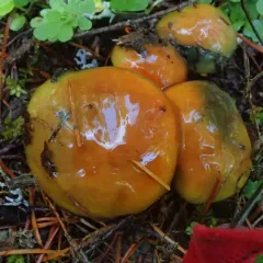 Ponderous Slippery Jack thumbnail 2