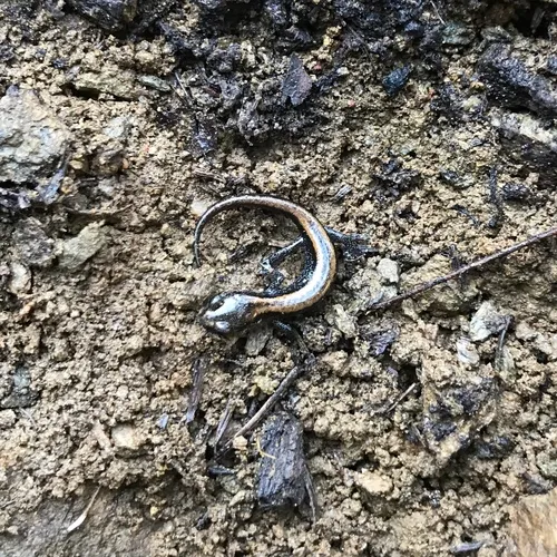 Scott Bar Salamander