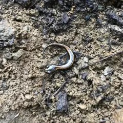 Scott Bar Salamander thumbnail 1