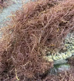 Chondria dasyphylla thumbnail 2
