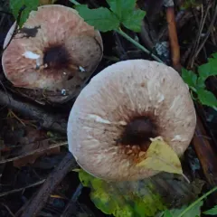 Wine-colored Agaricus thumbnail 2