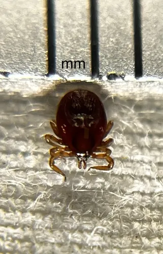 Ixodes auritulus