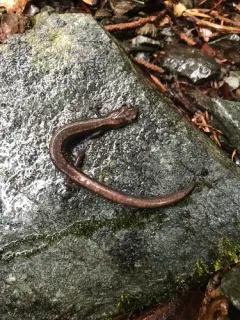 Siskiyou Mountains Salamander thumbnail 3