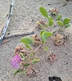 Pink Sand Verbena thumbnail 2