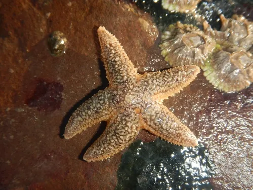 Green Slender Sea Star