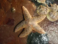 Green Slender Sea Star thumbnail 1
