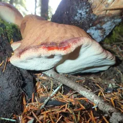 Beefsteak Polypore thumbnail 4