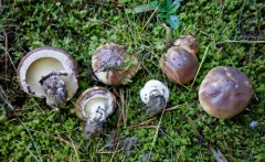 Suillus brunnescens thumbnail 1