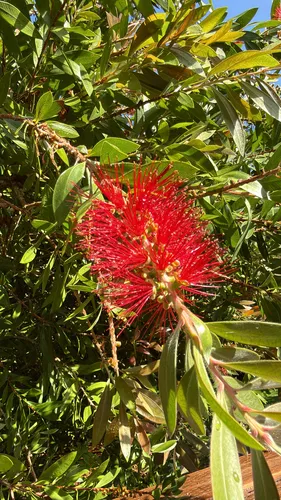 crimson bottlebrush
